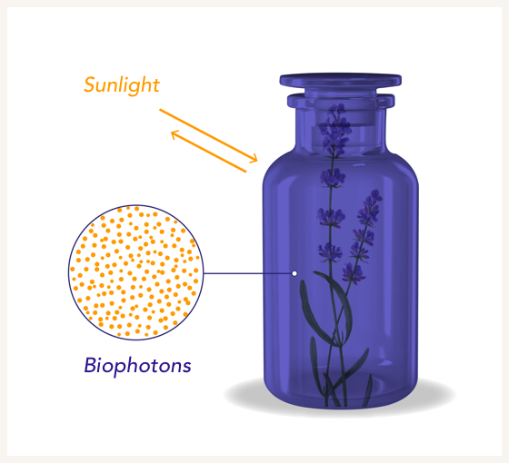 biophotons